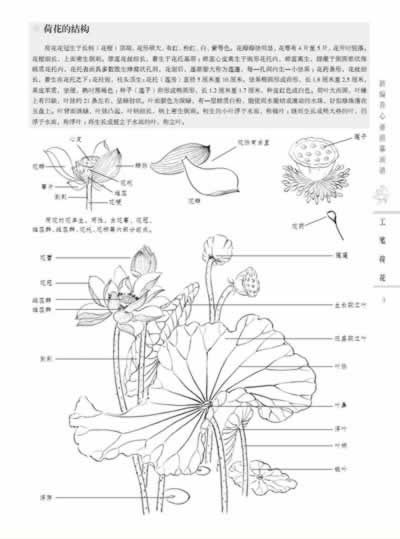 新编养心斋描摹画谱-工笔荷花