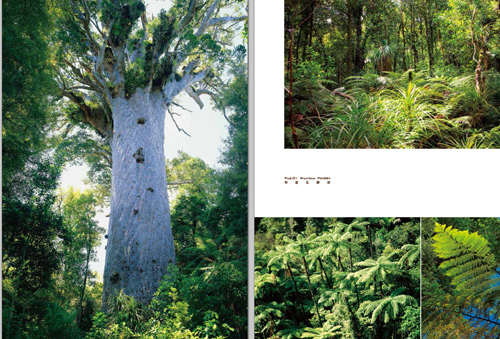 《世界最美森林之旅》_简介_书评_在线阅读