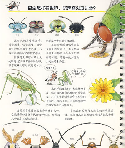 插图