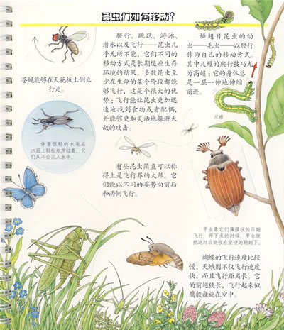 插图