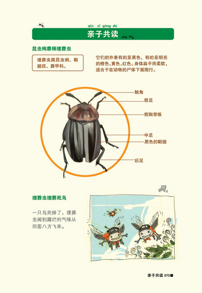 插图