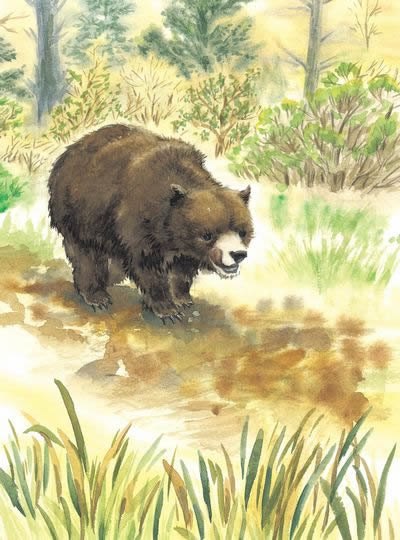 插图