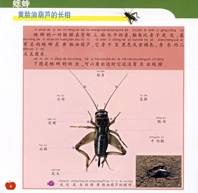 蟋蟀——新法布尔自然观察法2(第一辑 昆虫王国)