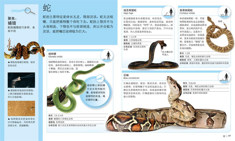 dk儿童迷你百科全书(全12册)