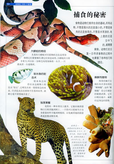 动物的1000个秘密